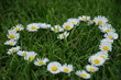 blumenherz ganz groß