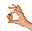 Hand with walnut