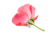 Red rose.