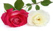 Roses Roses