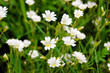 Wildflowers