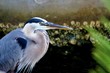 Great Blue
