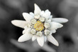 Edelweiss (Leontopodium alpinum)