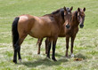 Wild horses in highlands
