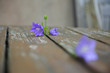 Foto: Flowers Flowers