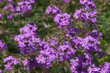 Verbena