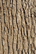 Textur Baumrinde