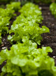 Green Oak leaf lettuce