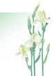 White Irises