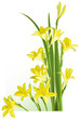 Yellow Lilies