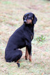 Brandlbracke bei einer Jagdhundeschulung