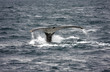 humpback whale