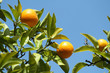Arbol de naranjas.