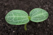 seedling