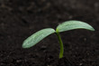 seedling