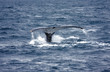 humpback whale