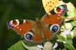 Mariposa , Pavo real.  Inachis io, Spain