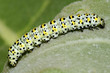 Larva , Butterfly, Spain