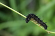 Foto: Raupe des Tagpfauenauges - Inachis io Raupe des Tagpfauenauges - Inachis io