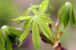 природа