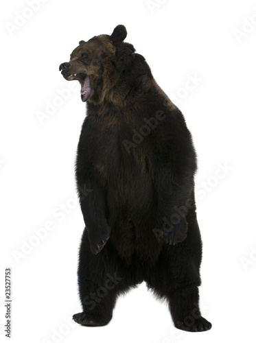 Photo: Grizzly bear, 10 years old, standing upright Grizzly bear, 10 years old, standing upright