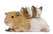 Mother Guinea Pig and her two babies against white background Mother Guinea Pig and her two babies against white background