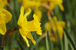 Narcissus