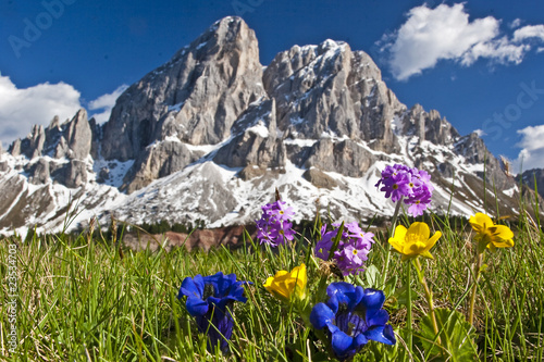 Foto: Bergblumen in den Dolomiten Bergblumen in den Dolomiten