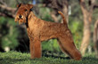 Photo : lakeland terrier lakeland terrier
