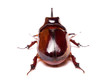 Rhinoceros beetle