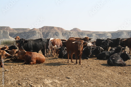 Foto: Ganaderia de reses bravas en Arguedas, Navarra, España. Ganaderia de reses bravas en Arguedas, Navarra, España.