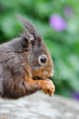 Wildnis