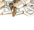 Money snake - danger and wealth