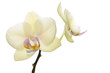 Beautiful light yellow orchids isolated Beautiful light yellow orchids isolated