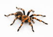 Red Knee Tarantula - bird eating spider