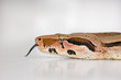 Snake photo