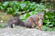 Eichhörnchen futtern