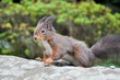 Eichhörnchen futtern