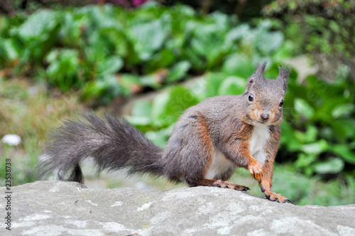 Foto: Eichhörnchen futtern Eichhörnchen futtern