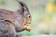 Eichhörnchen
