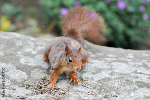 Foto: Wildnis Wildnis