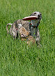 Spielende Whippets auf der Wiese Spielende Whippets auf der Wiese