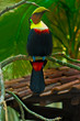 beautiful tucan