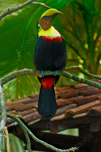 Photo: beautiful tucan beautiful tucan