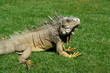 iguana