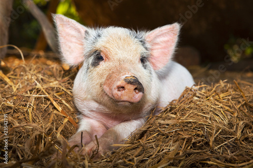 Photo: Piglet lying down on straw bedding Piglet lying down on straw bedding