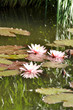 Seerosen & Lotus Seerosen & Lotus