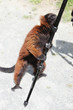maki vari marron
