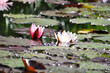 Lotus Lotus