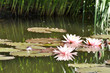 Strahlende Blume Strahlende Blume